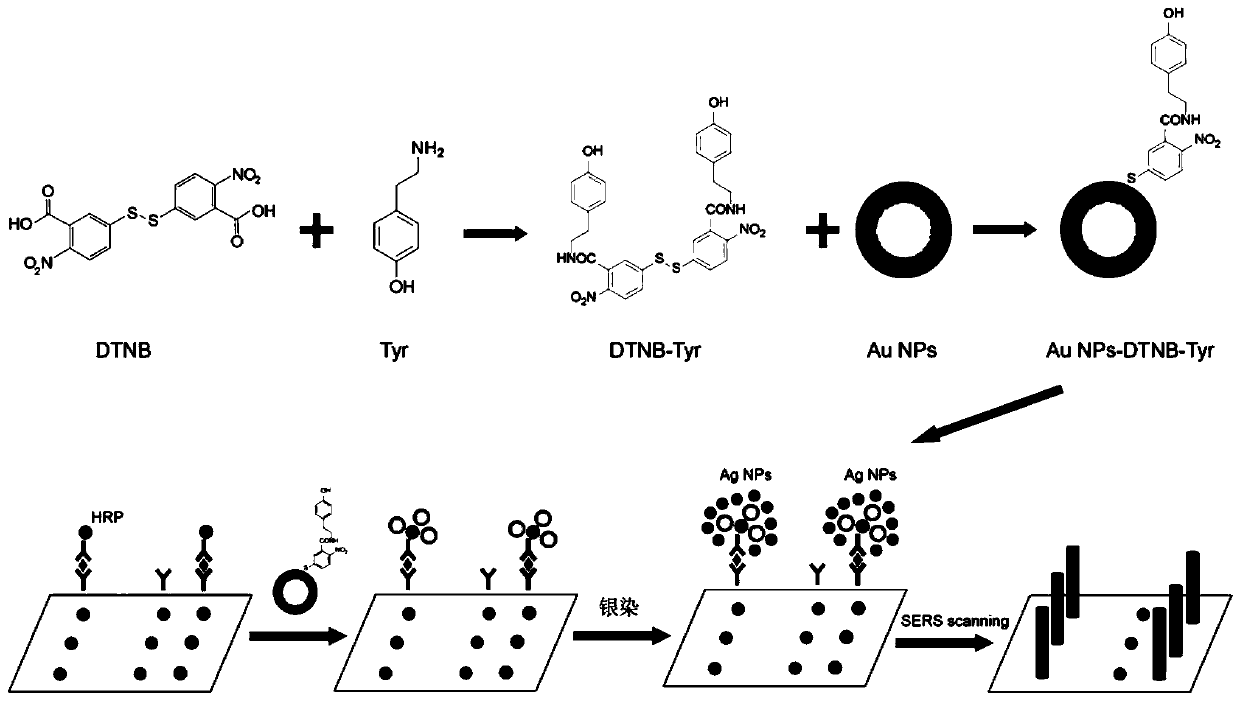 Raman immune detection method based on novel SERS probe