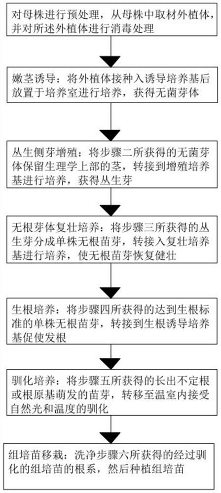 A technique for tissue culture and rapid propagation of slash pine seedlings