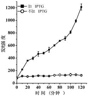 A kind of lyase and application thereof for internally lysing Escherichia coli