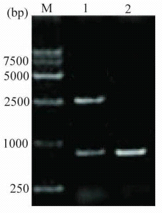 Swine transmissible gastroenteritis virus S/N protein fusion gene and recombinant lactococcus lactis, and their use