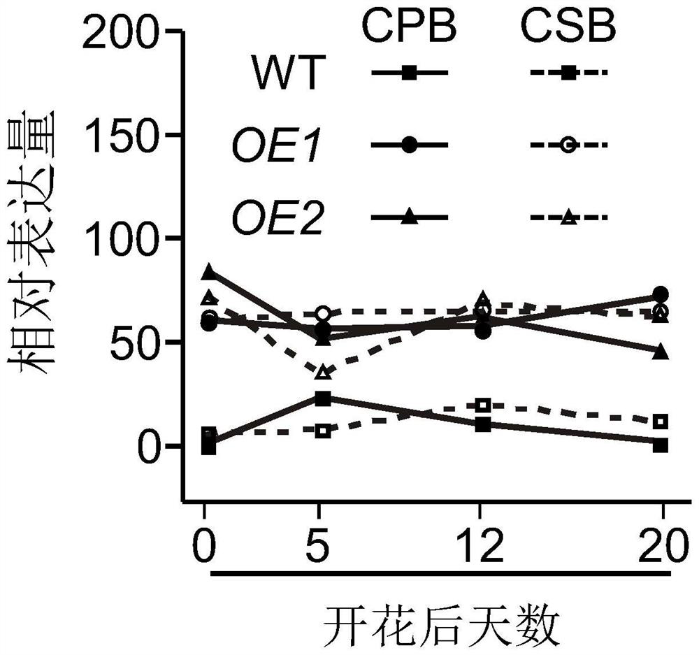 Long-chain non-coding RNA (Ribonucleic Acid) gene for increasing rice yield and application thereof