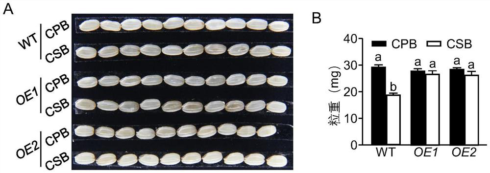 Long-chain non-coding RNA (Ribonucleic Acid) gene for increasing rice yield and application thereof