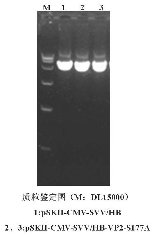 A kind of Seneca valley virus recombinant plasmid, recombinant virus and construction method