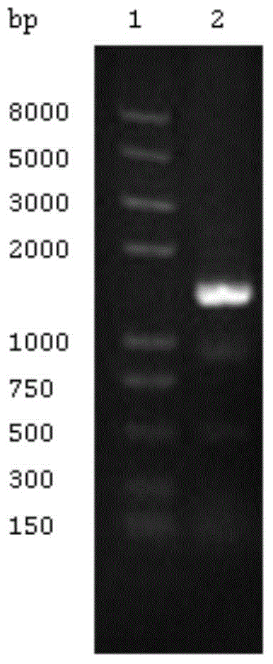 Antituberculosis drug and screening method thereof