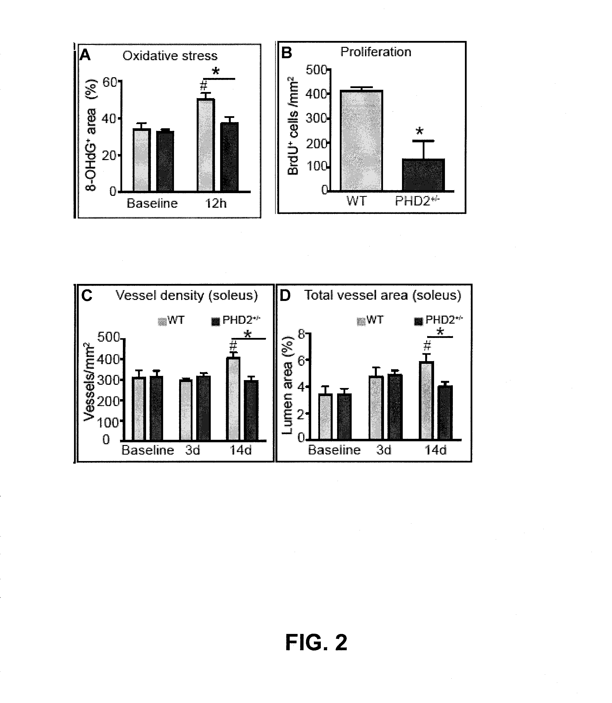 Induction/monitoring of arteriogenesis using sdf1 and pdgfb or inhibition of phd2