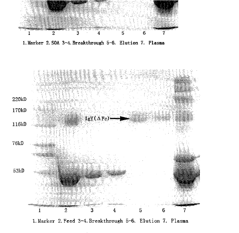 Method for separating immune globulin IgY(delta Fc) from goose blood