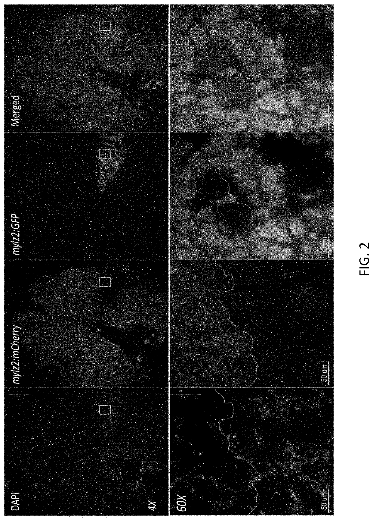 Methods and agents that enhance myogenic progenitor cell engraftment