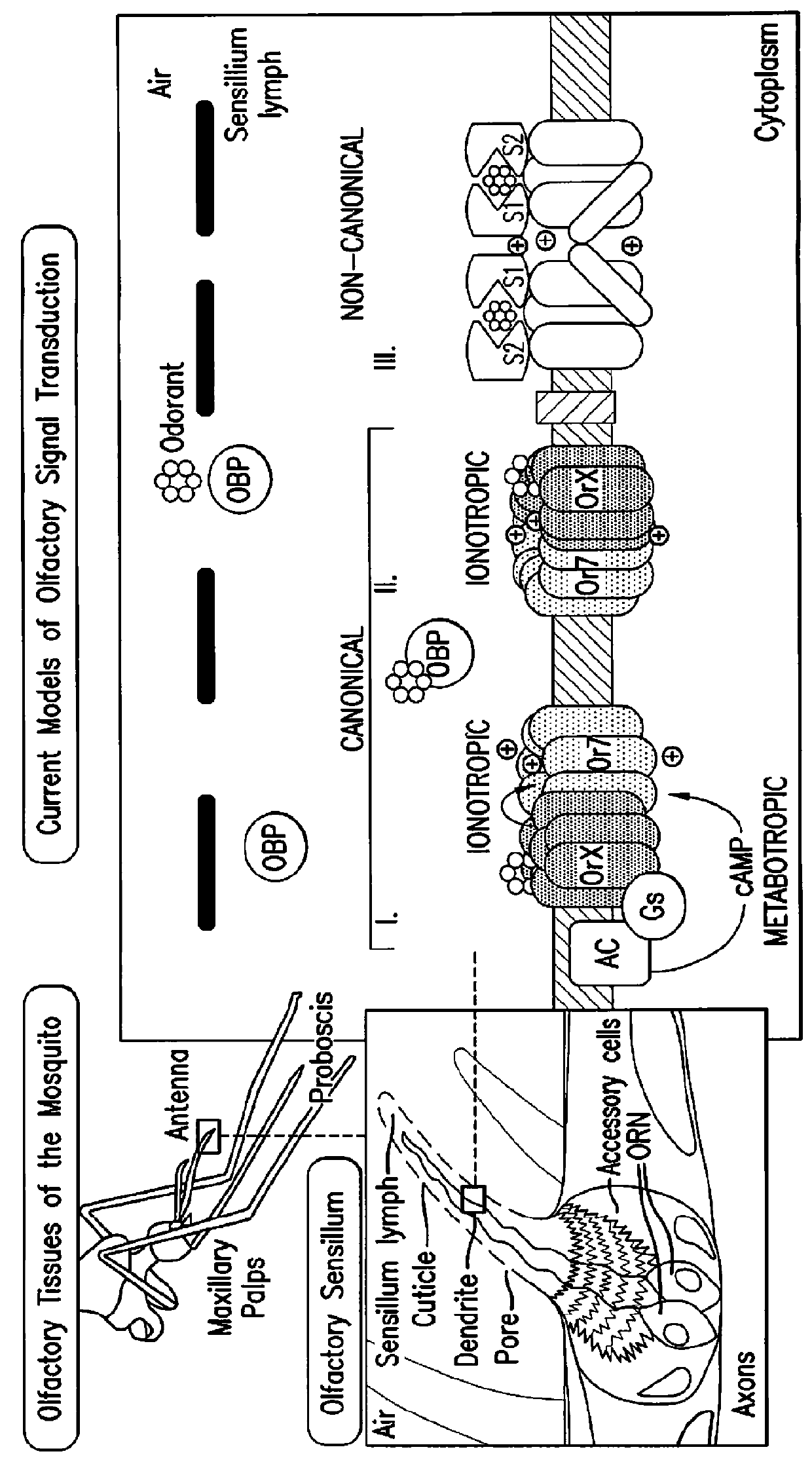 Composition for inhibition of insect host sensing