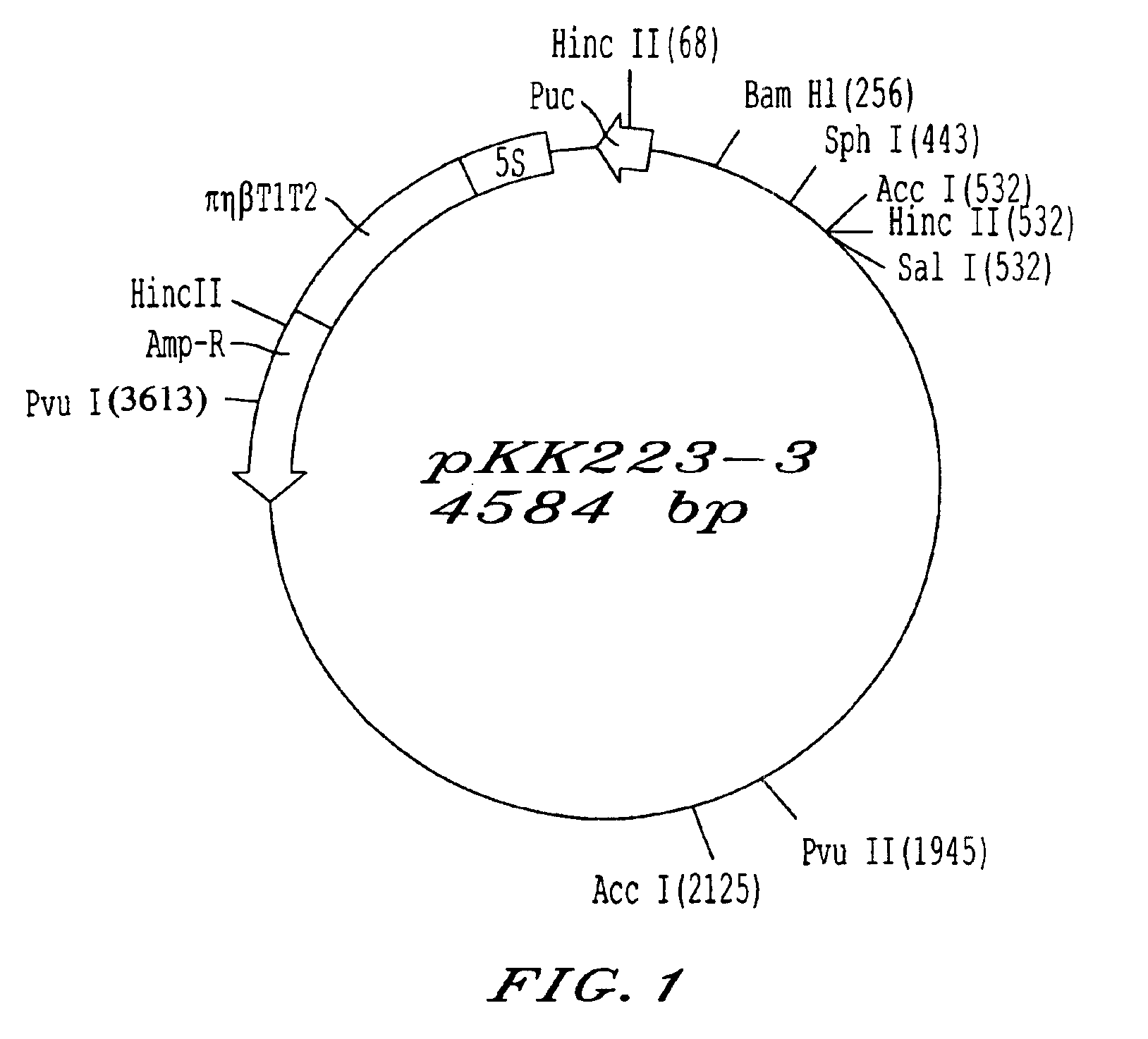 Transformed microorganism and process for producing D-aminoacylase