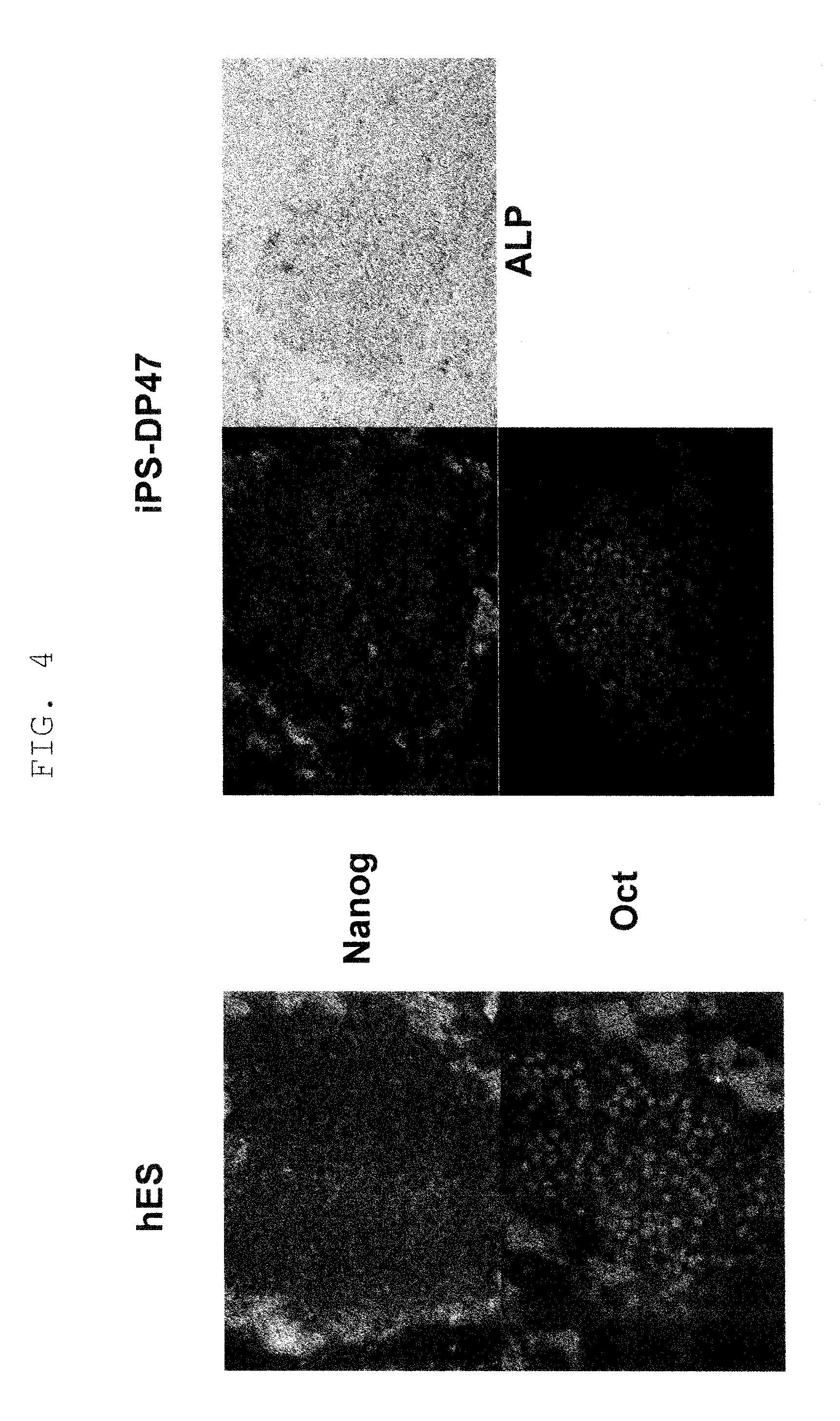 Efficient method for establishing induced pluripotent stem cells