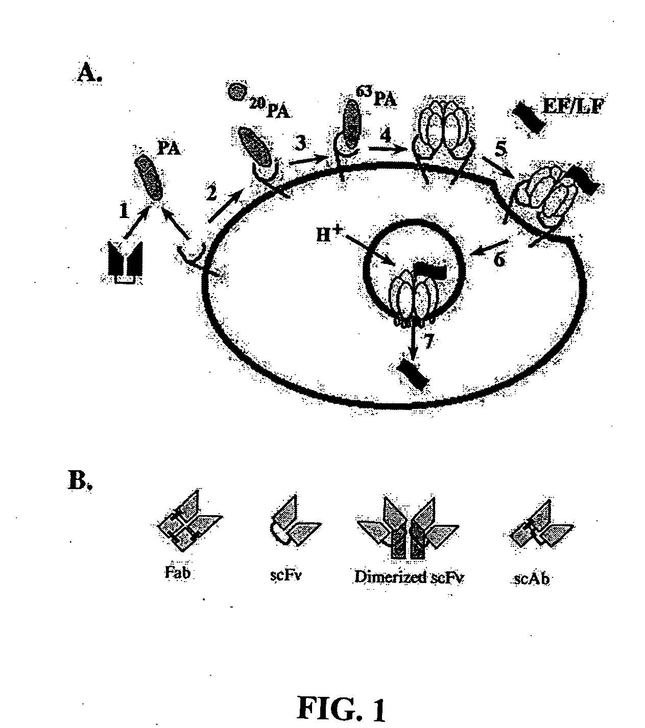 Recombinant antibodies for the detection and neutralization of anthrax toxin