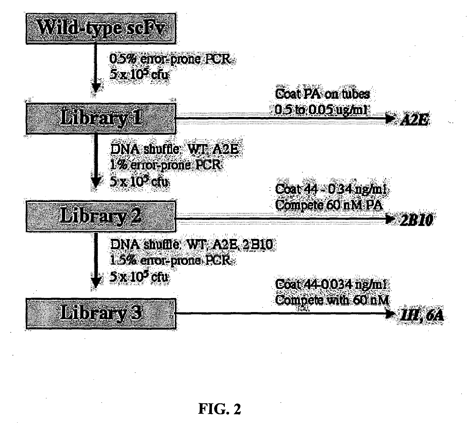 Recombinant antibodies for the detection and neutralization of anthrax toxin