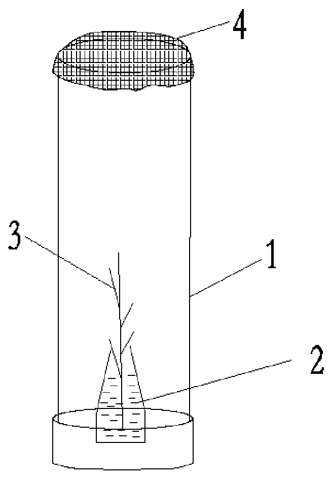 Chitin synthase gene and dsRNA of the brown orange aphid