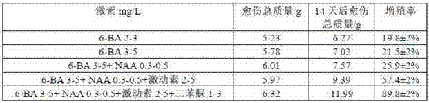 Medlar sterile seedling and method for obtaining induced healing of medlar sterile seedling