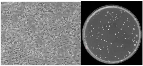 Method for counting bacterial colonies in fermented feed