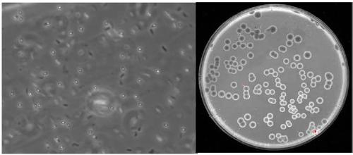 Method for counting bacterial colonies in fermented feed