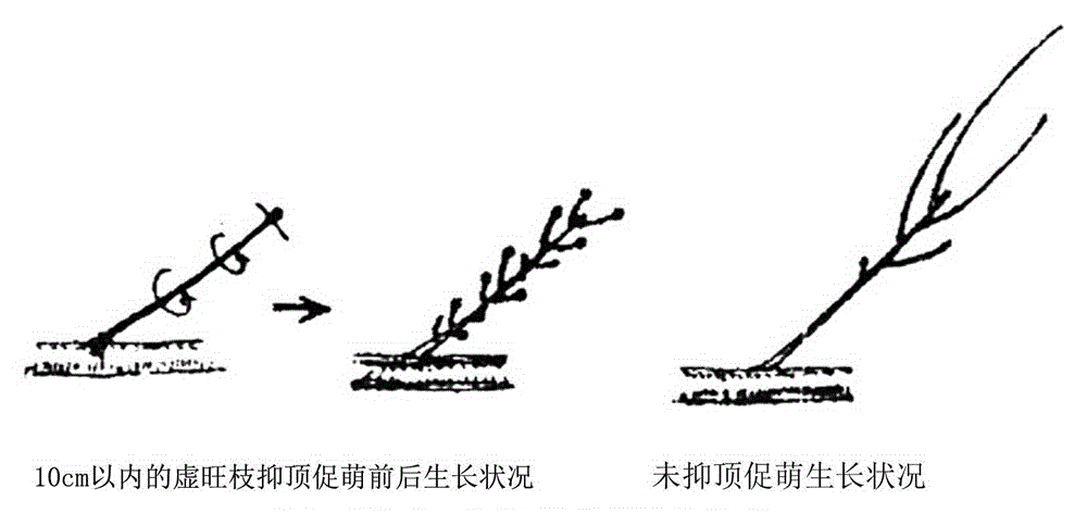 Fruit tree one-trunk-multi-branch tree form reconstruction method