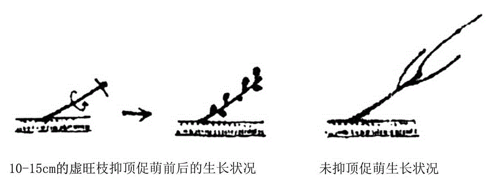 Fruit tree one-trunk-multi-branch tree form reconstruction method