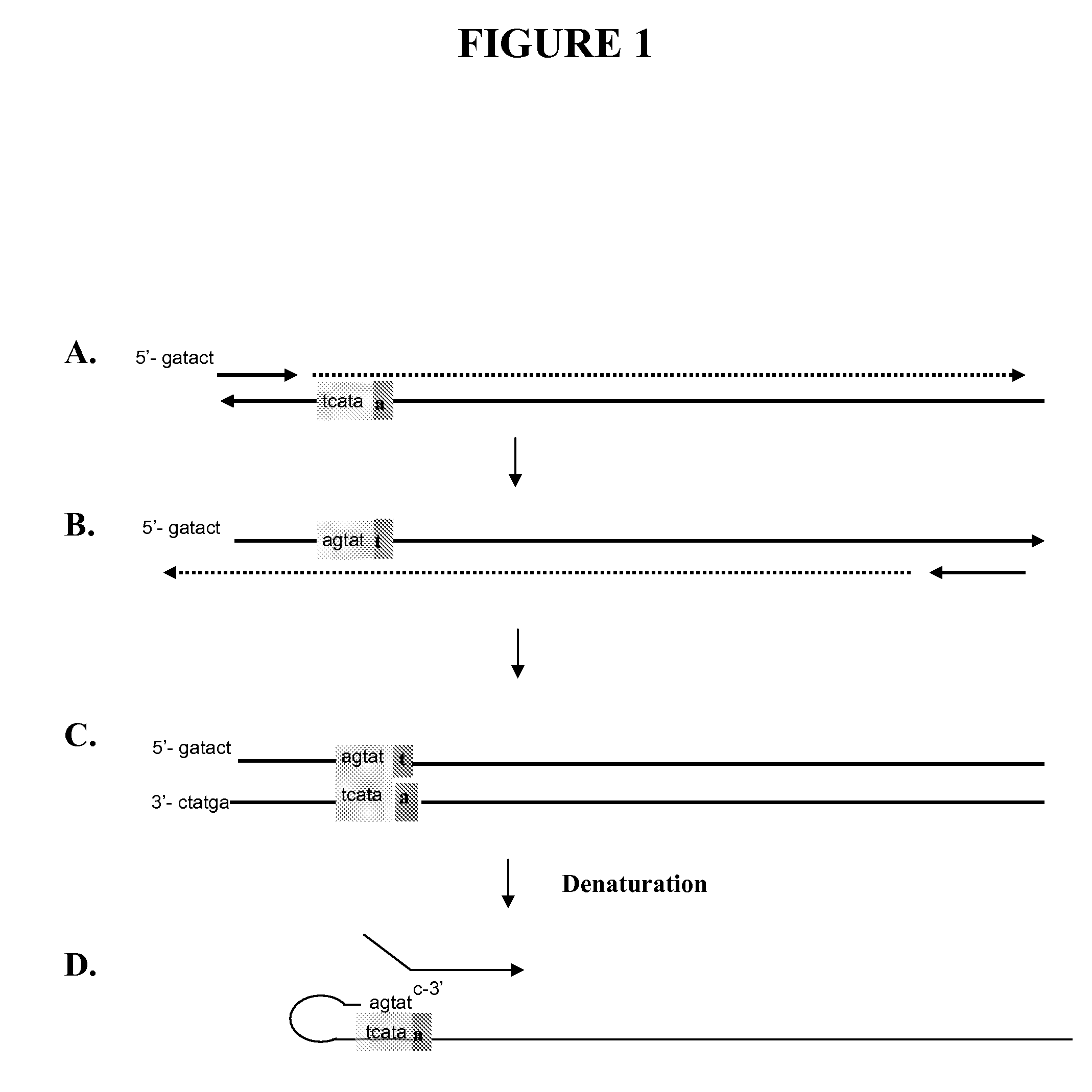 Snap-Back Primers And Detectable Hairpin Structures