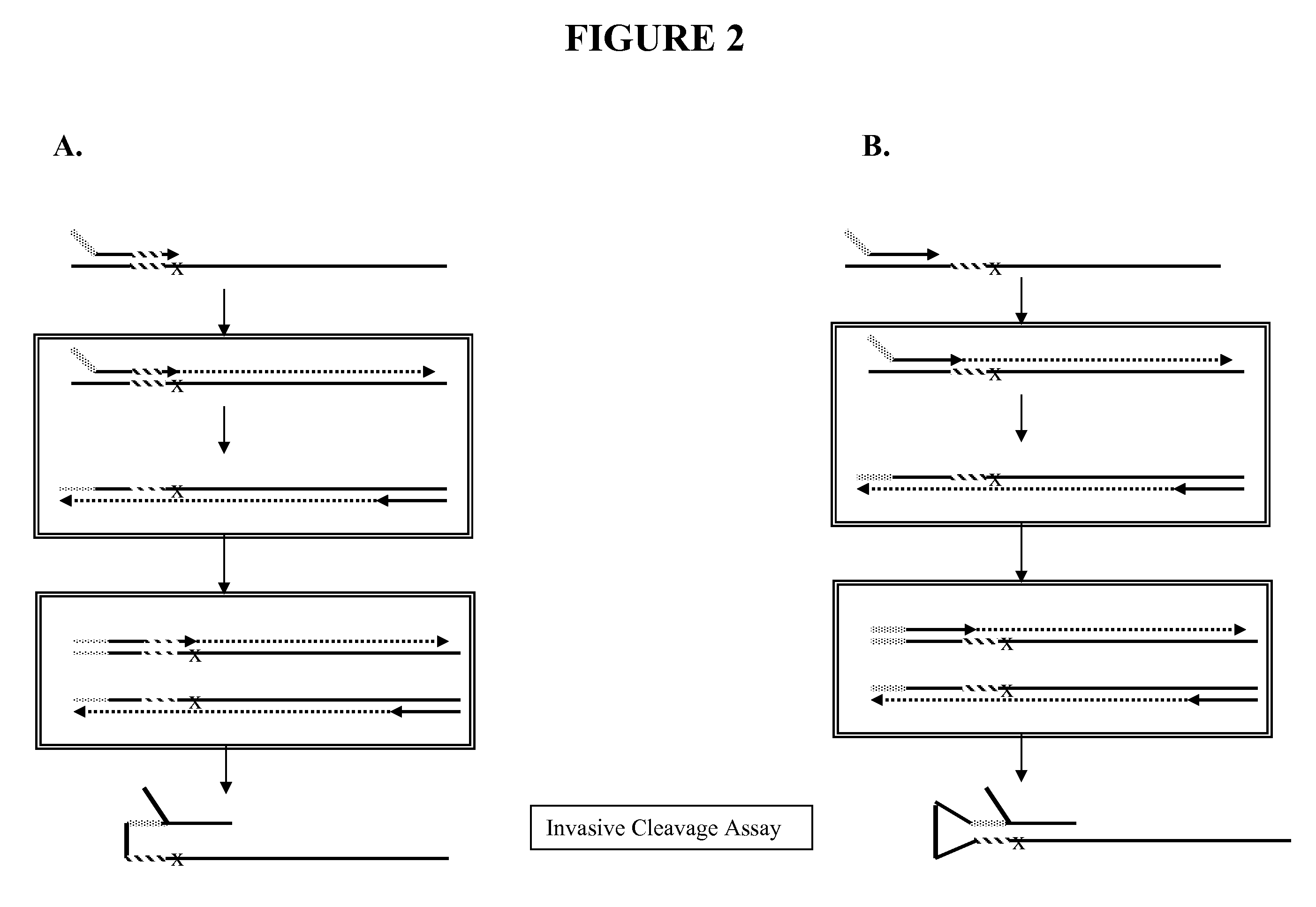 Snap-Back Primers And Detectable Hairpin Structures