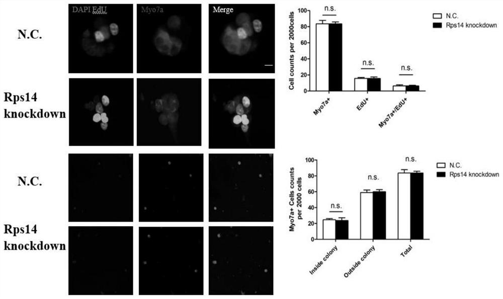 Method for regulating and controlling proliferation and differentiation of inner ear stem cells by Rps14 and Foxg1 and application of method