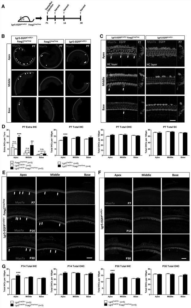 Method for regulating and controlling proliferation and differentiation of inner ear stem cells by Rps14 and Foxg1 and application of method