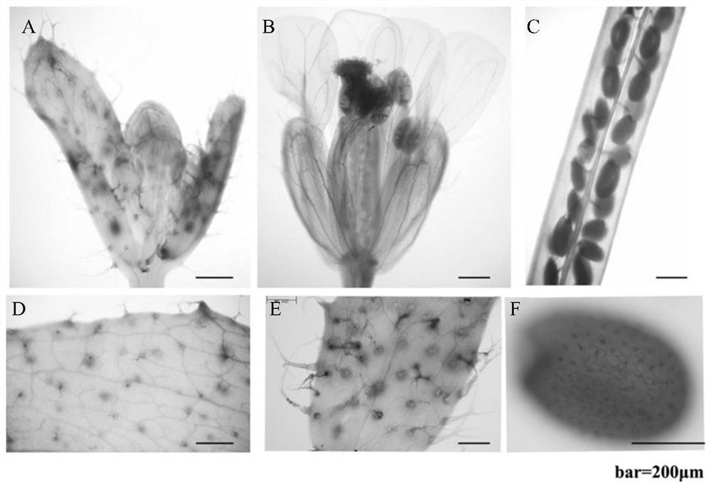 A reproductive organ and glandular hair tissue-specific promoter ghs and its application