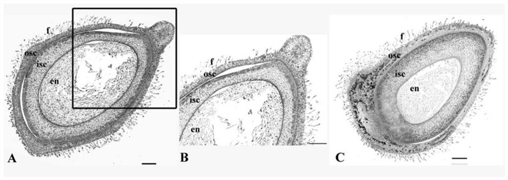 A reproductive organ and glandular hair tissue-specific promoter ghs and its application