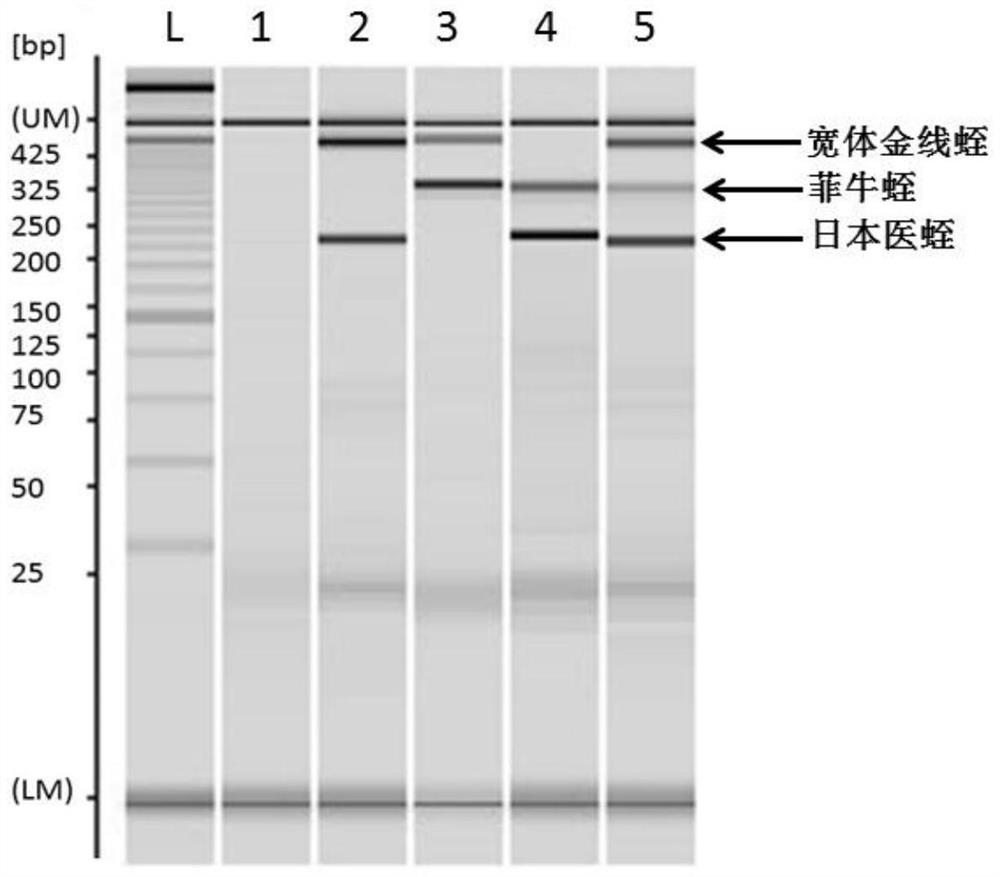 Complete set of primers and method for identifying leech species