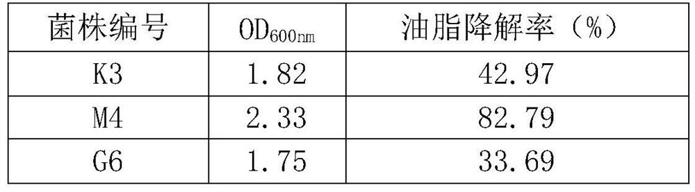 A biological drying and stabilizing bacteria agent for kitchen waste, its preparation method and application