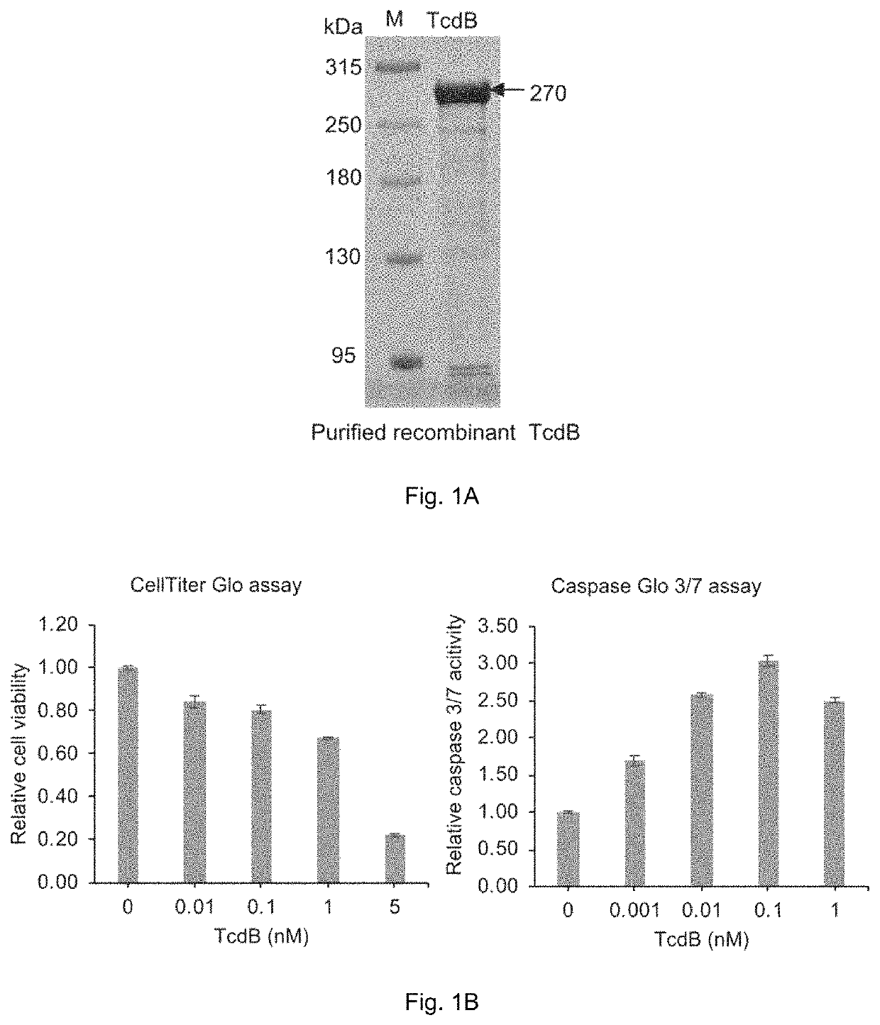 Method of treating <i>Clostridium difficile </i>infection or its associated symptoms