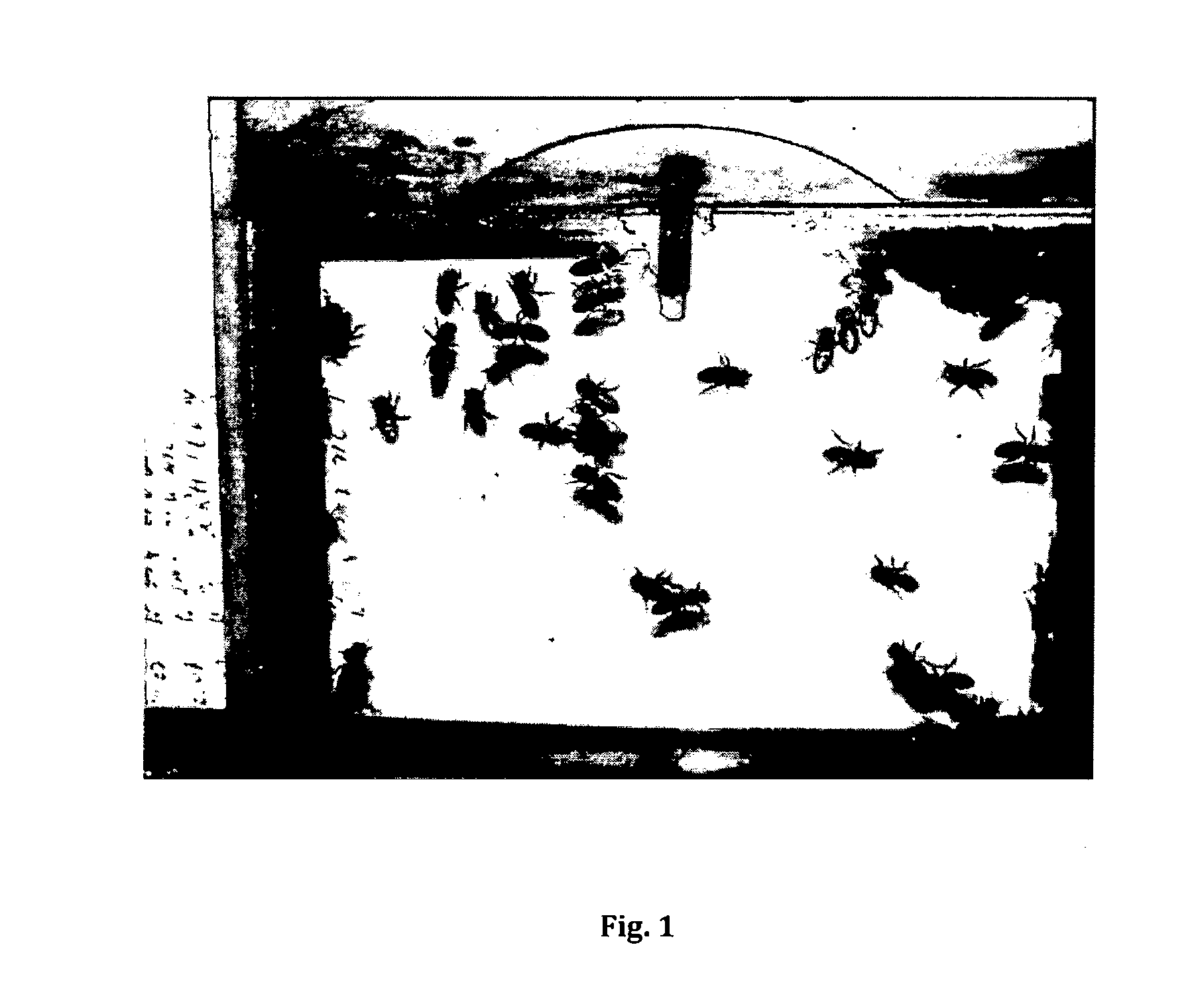 Prenylated chalcone formulation for the treatment of bees