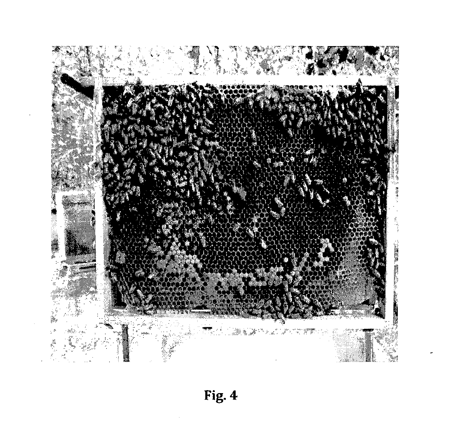 Prenylated chalcone formulation for the treatment of bees