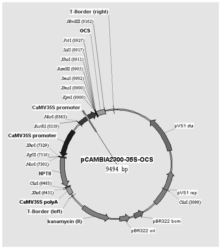 Key gene GbMYB6 for promoting gingko flavonoid synthesis as well as protein expressed by key gene GbMYB6, carrier and application thereof