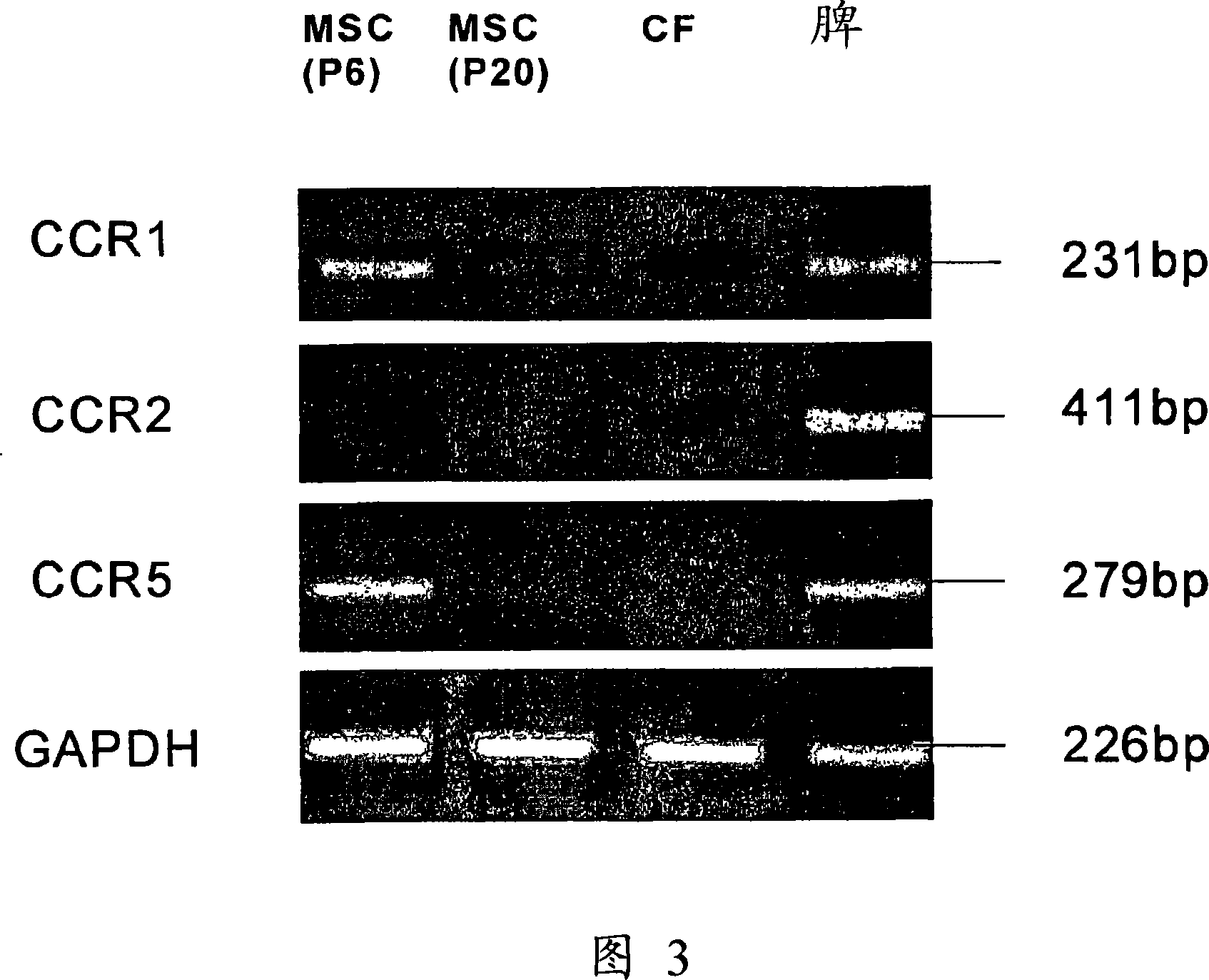 CCR ligands for stem cell homing