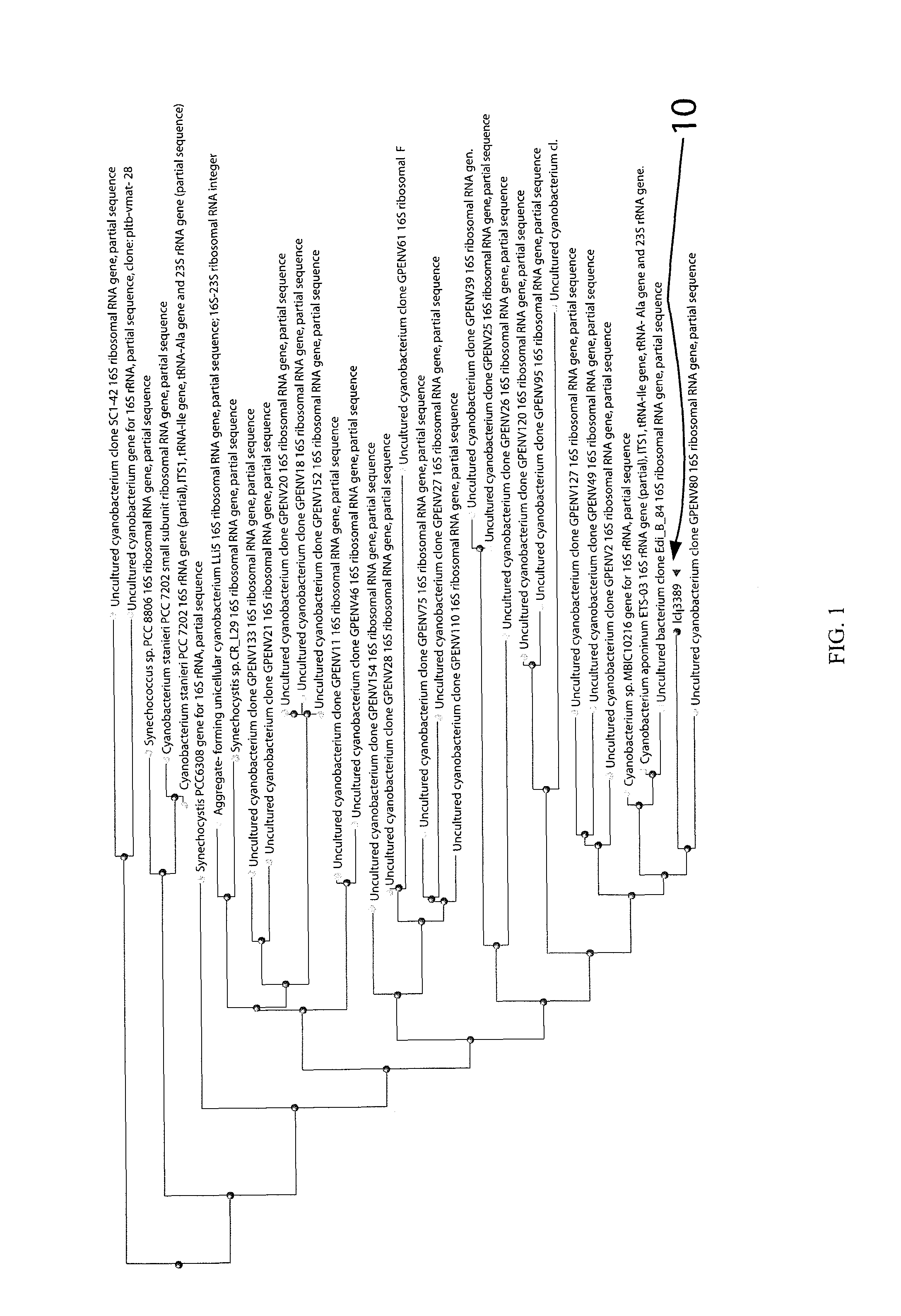 Cyanobacterial isolates having auto-flocculation and settling properties