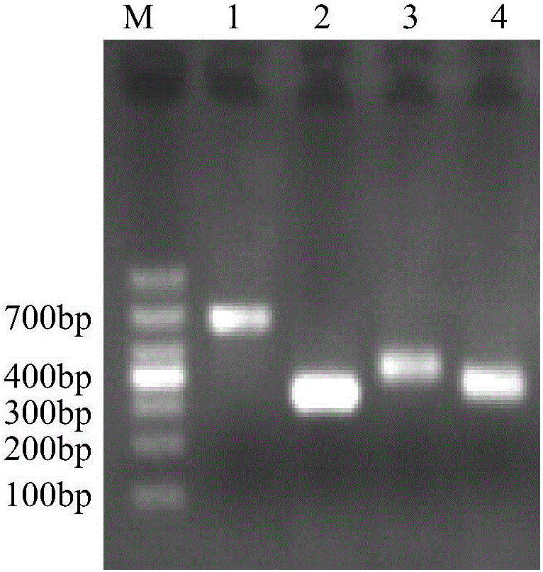 Constructed carp apoptotic gene, vector and application of gene