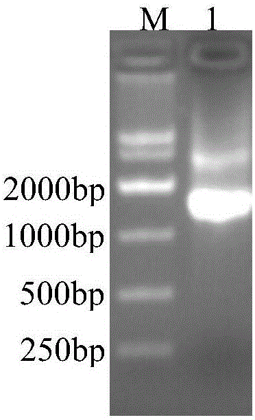 Constructed carp apoptotic gene, vector and application of gene