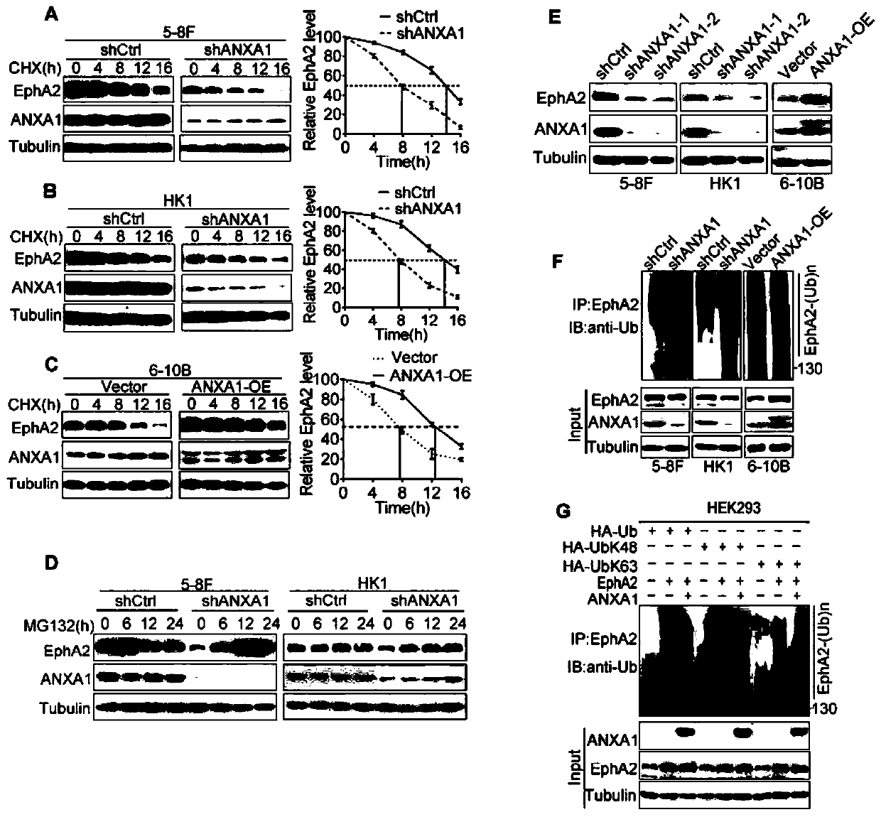 ANXA1 derived polypeptide and application thereof