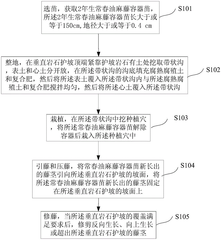 Hanging mode based quick greening method for mucuna sempervirens