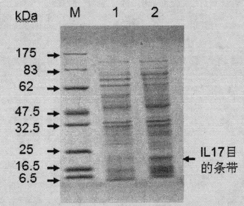 Medicament for treating and/or preventing viral infection