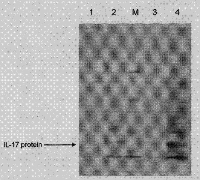 Medicament for treating and/or preventing viral infection