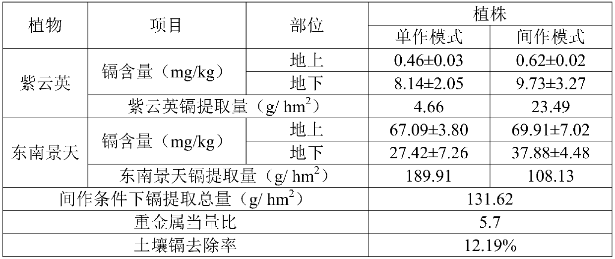 Method for repairing cadmium-polluted rice field by intercropping sedum alfredii hance and astragalus sinicus