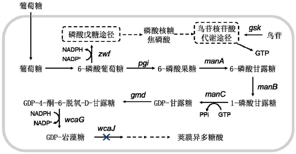 An Escherichia coli engineering strain that efficiently produces gdp-fucose