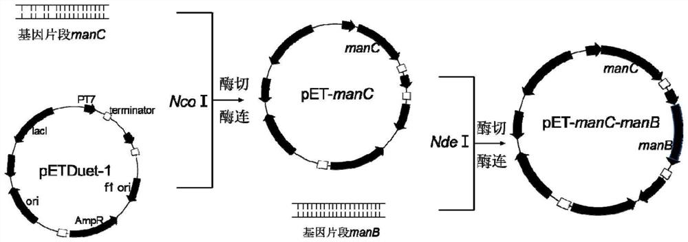 An Escherichia coli engineering strain that efficiently produces gdp-fucose