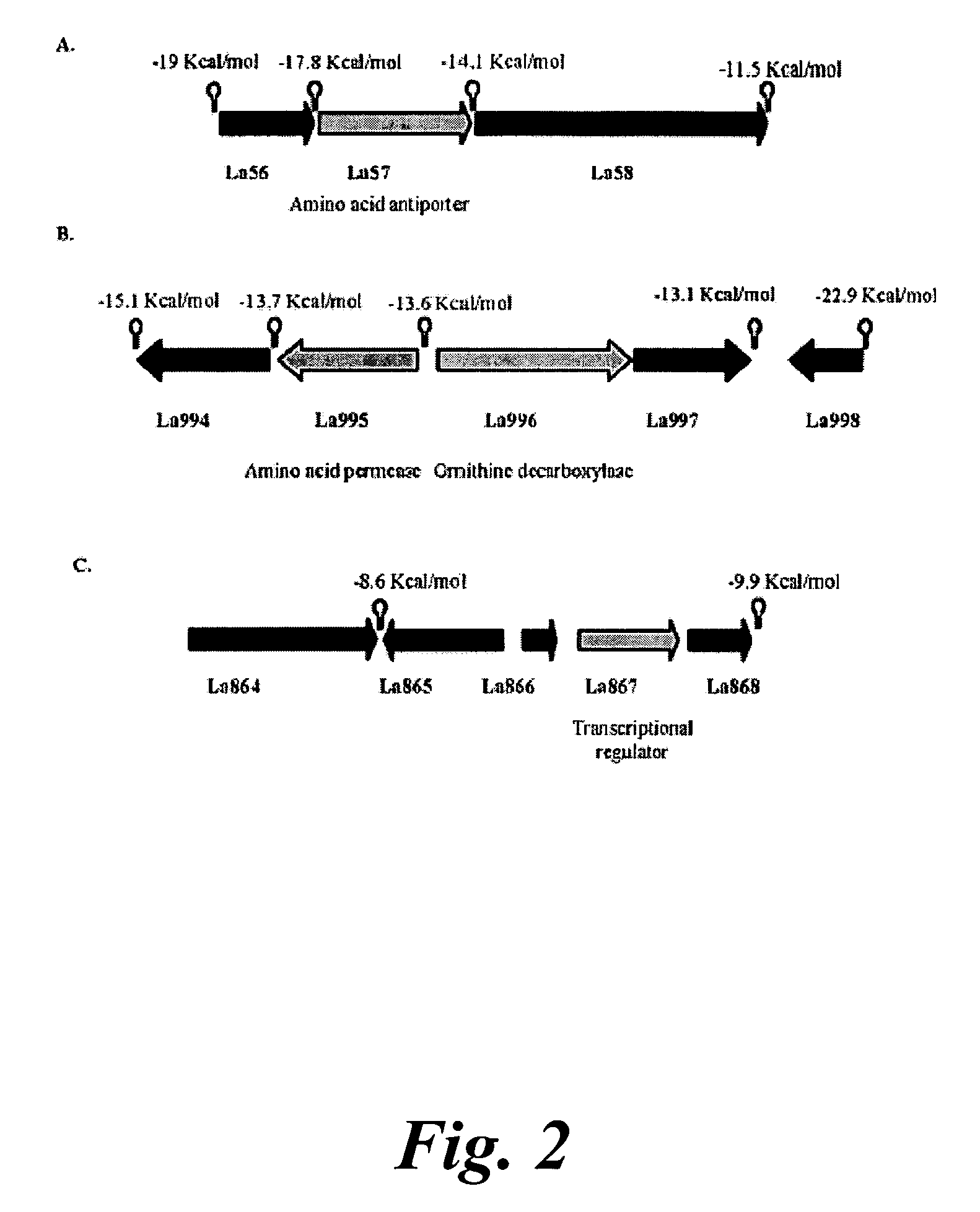 Lactobacillus acidophilus nucleic acid sequences encoding stress-related proteins and uses therefor