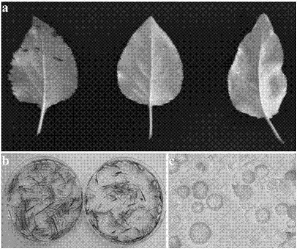 Preparation method of pyrus betulaefolia protoplast