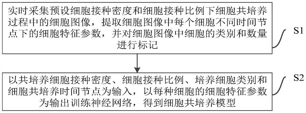 Cell co-culture model, cell model construction method, computer equipment and storage medium