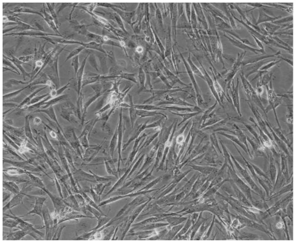 Cell co-culture model, cell model construction method, computer equipment and storage medium