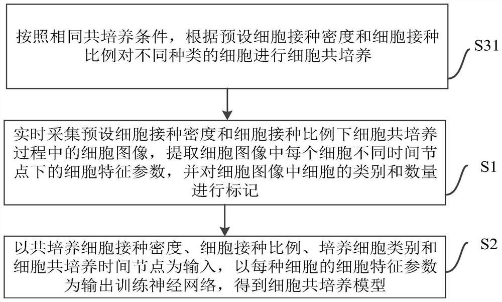 Cell co-culture model, cell model construction method, computer equipment and storage medium